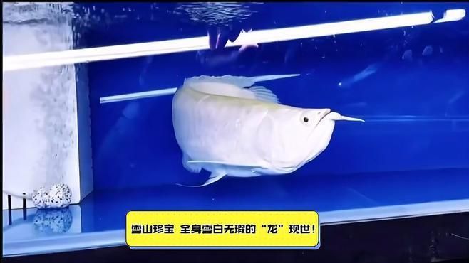 雪龍龍魚有哪些特點？，西安彩龍閣的批發價格范圍是多少西安彩龍閣批發價格范圍是多少