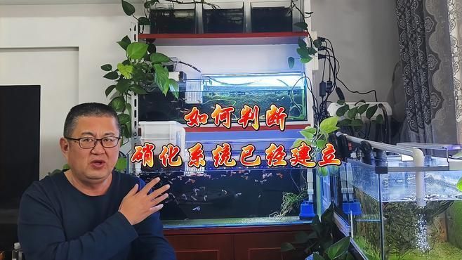 如何判斷硝化細(xì)菌是否已建立，如何判斷魚缸硝化細(xì)菌是否已建立