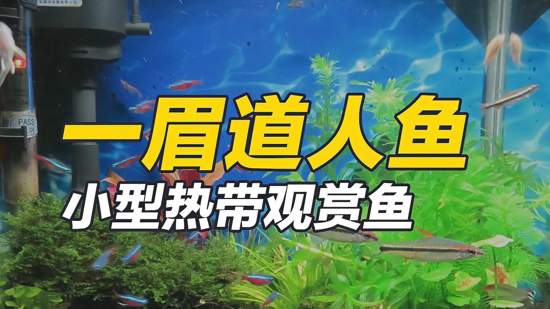 一眉道人魚