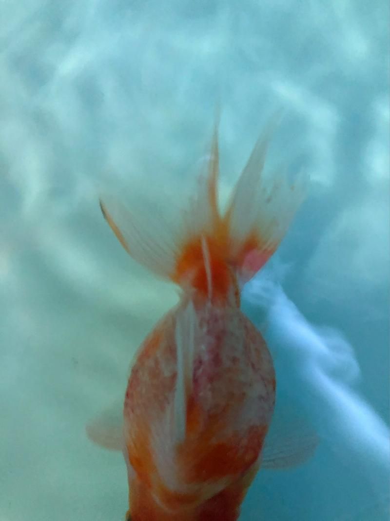 如何判斷金魚是否掉鱗，如何判斷金魚掉鱗