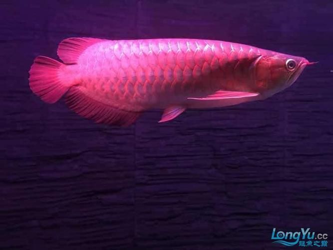 南明龍魚的價格是多少？，南明龍魚市場價格走勢如何鑒別南明龍魚的價格是多少