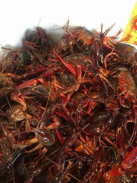 南川區有哪些龍魚養殖基地？，南川區龍魚養殖基地有哪些特色？