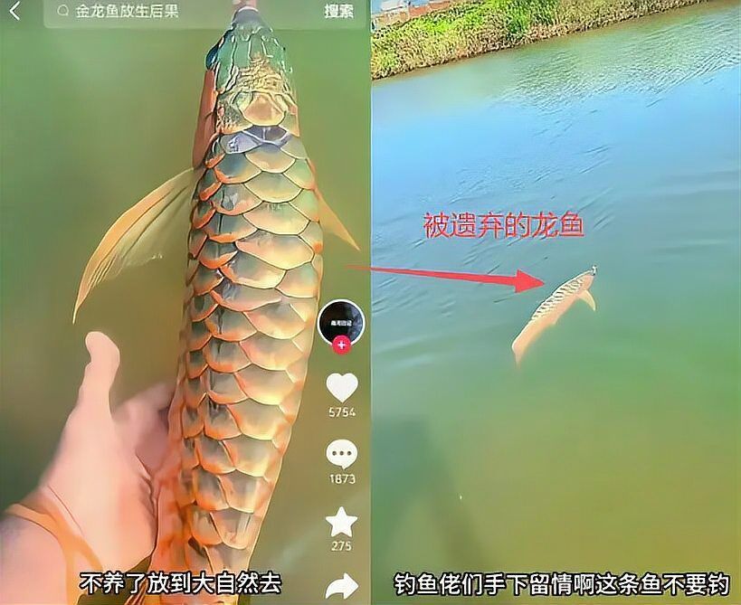 如何維持過背金龍水溫穩定，北京過背金龍水溫穩定水溫穩定水溫穩定水溫穩定要求