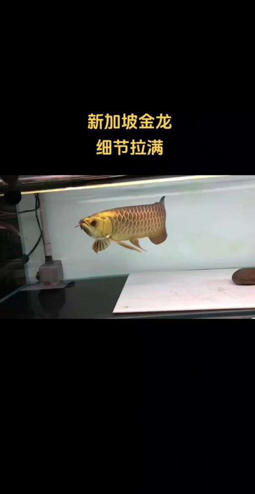 除了仟湖和Ocean Free，還有哪些新加坡龍魚品牌？，新加坡龍魚品牌眾多，除了仟湖和oceanfree還有哪些品牌