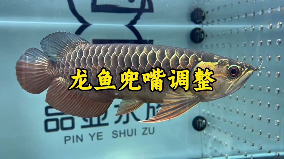 除了仟湖和Ocean Free，還有哪些新加坡龍魚品牌？，新加坡龍魚品牌眾多，除了仟湖和oceanfree還有哪些品牌