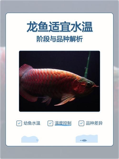 如何判斷龍魚是否適應(yīng)當(dāng)前水溫？，——科學(xué)觀賞龍魚是否適應(yīng)當(dāng)前水溫