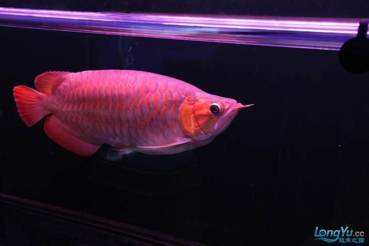 頂級(jí)紅龍魚有哪些名貴品種，頂級(jí)紅龍魚品種包括：金龍魚中等級(jí)最昂貴的品種之一