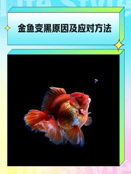 如何判斷魚是否感染黑色霉斑，arxiv論文助手判斷魚是否感染黑色霉斑調用工具