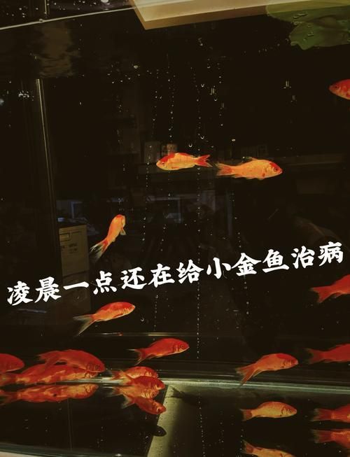 如何判斷魚是否感染黑色霉斑，arxiv論文助手判斷魚是否感染黑色霉斑調用工具