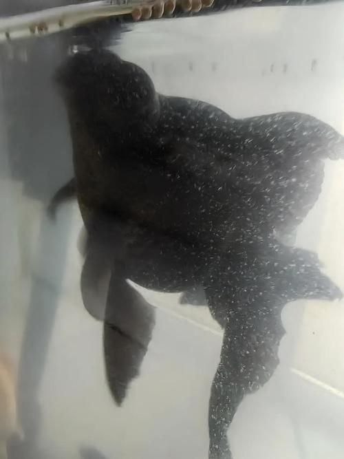 如何判斷魚是否感染黑色霉斑，arxiv論文助手判斷魚是否感染黑色霉斑調用工具
