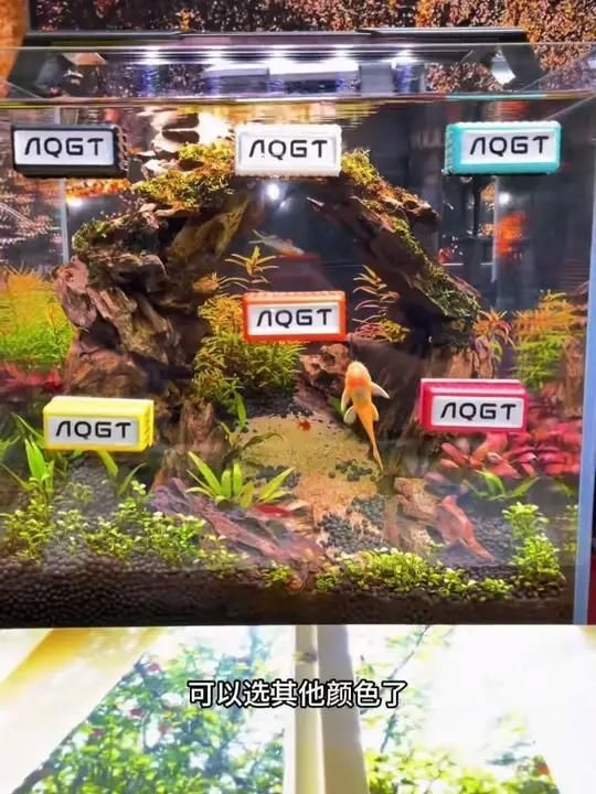 如何處理魚缸后續清潔，處理魚缸后續清潔步驟