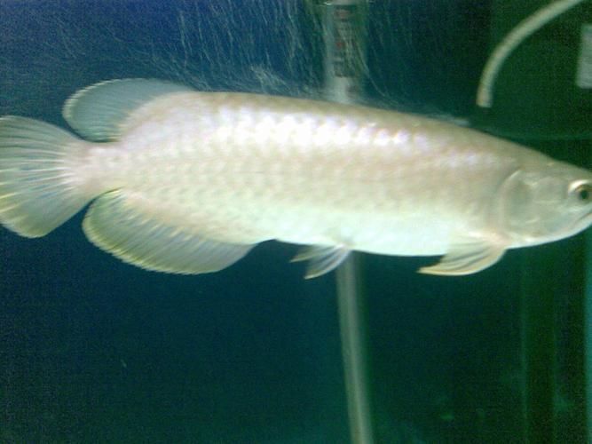 給我一些青龍魚的圖片，青龍魚人工繁育方面取得突破龍魚或金龍魚或金龍魚