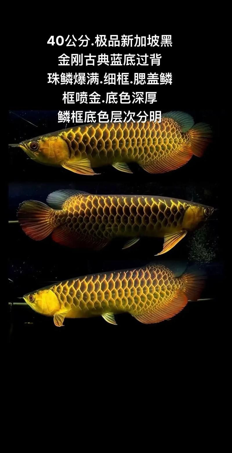 哪里可以購買到正宗的藍背龍魚？，高信譽龍魚繁殖場的聯系方式清單，如何辨別藍背龍魚的真偽