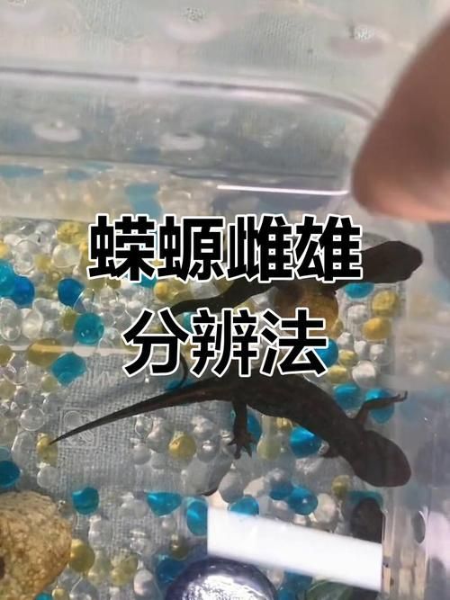 如何區(qū)分四腳龍魚和其他兩棲動(dòng)物？