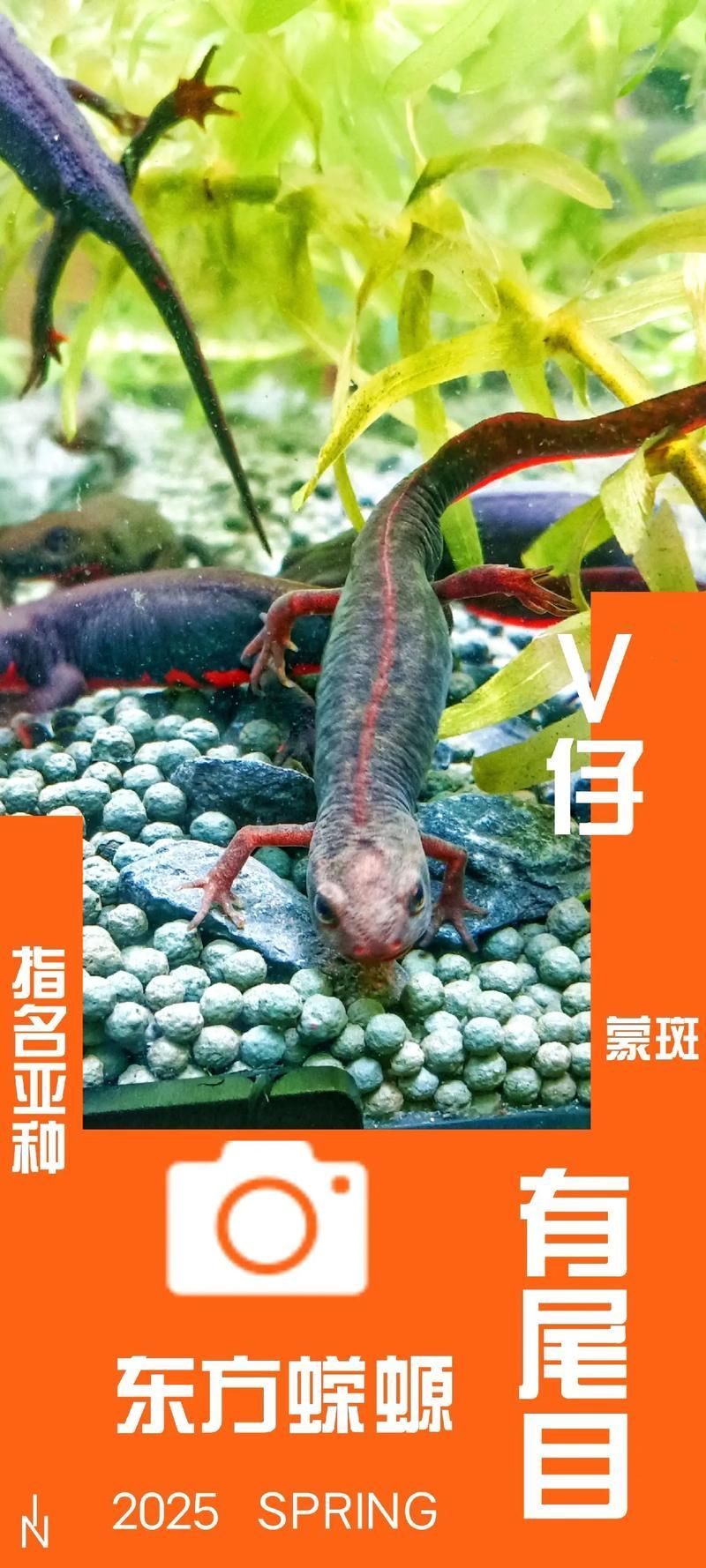 如何區(qū)分四腳龍魚和其他兩棲動(dòng)物？