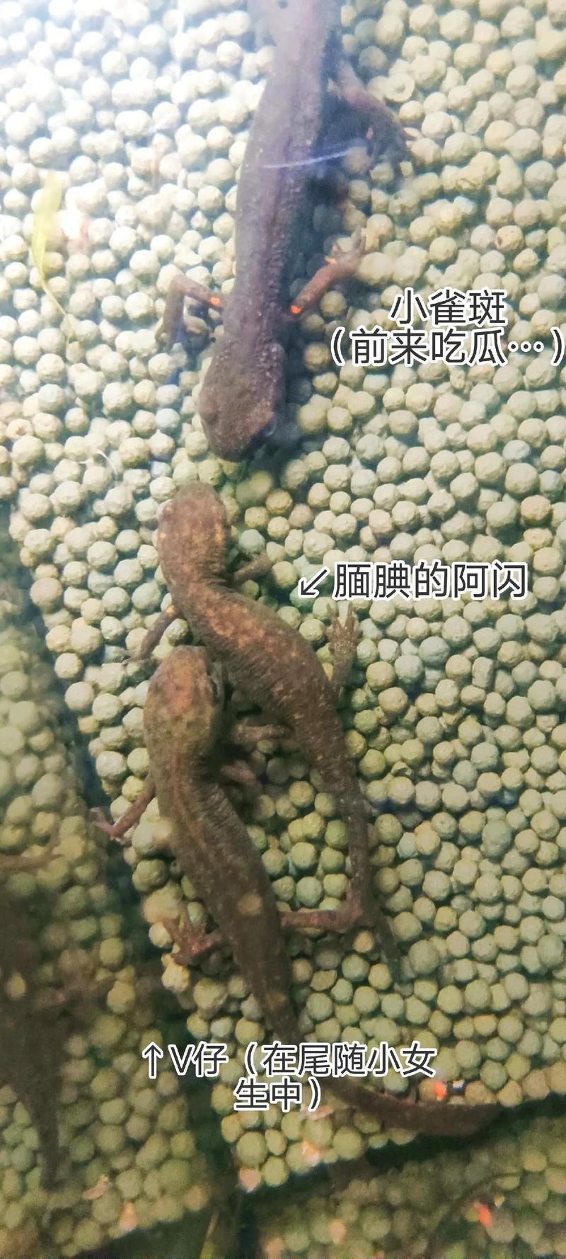 如何區(qū)分四腳龍魚和其他兩棲動(dòng)物？