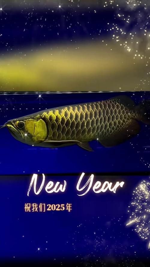 古典過(guò)背金龍魚(yú)的價(jià)格是多少？，古典過(guò)背金龍魚(yú)價(jià)格是多少古典過(guò)背金龍魚(yú)價(jià)格是多少