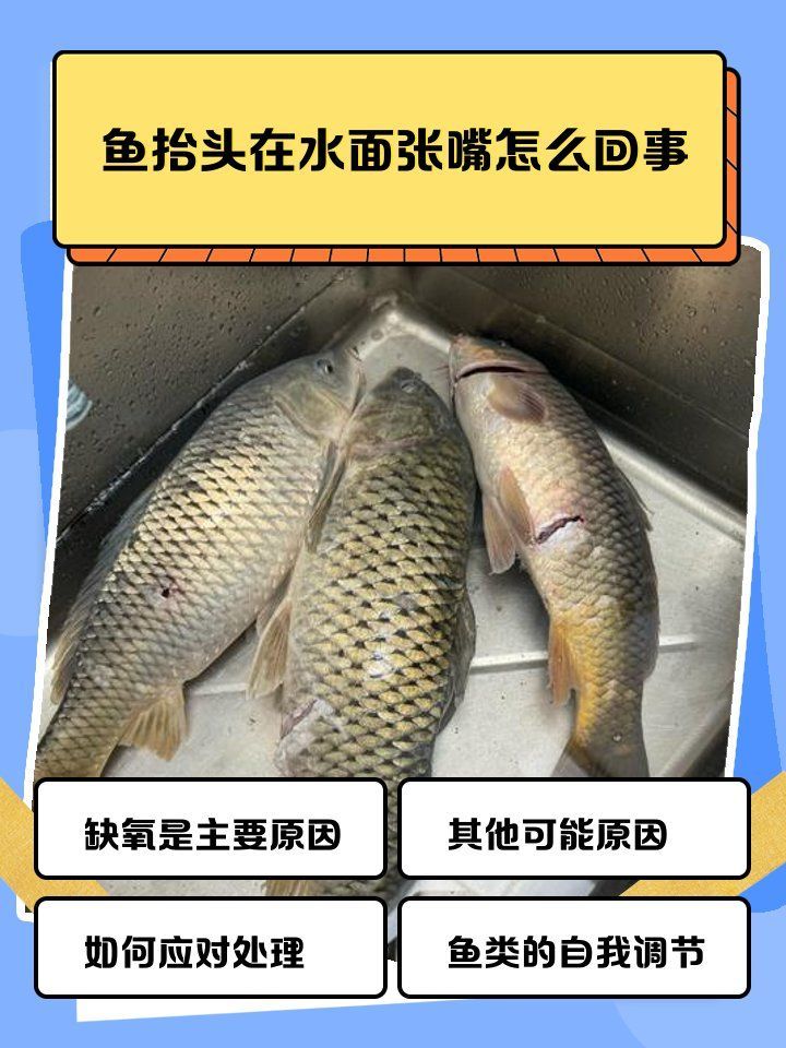 龍魚浮頭張嘴后如何恢復，龍魚在浮頭并張嘴時，可能是由于缺氧、水質問題引起的