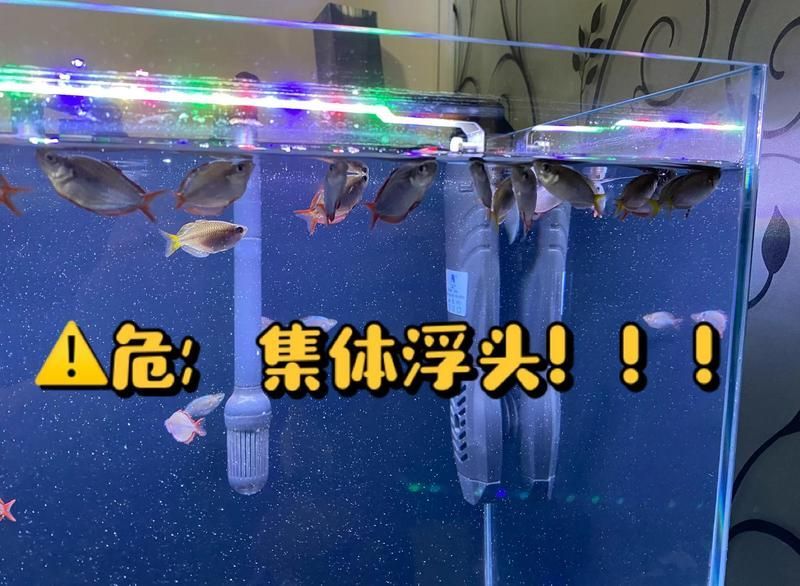 龍魚(yú)浮頭張嘴后如何恢復(fù)，龍魚(yú)在浮頭并張嘴時(shí)，可能是由于缺氧、水質(zhì)問(wèn)題引起的