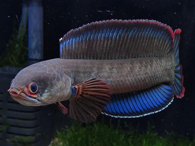 請提供更多雷龍魚品種的圖片，雷龍魚品種圖片