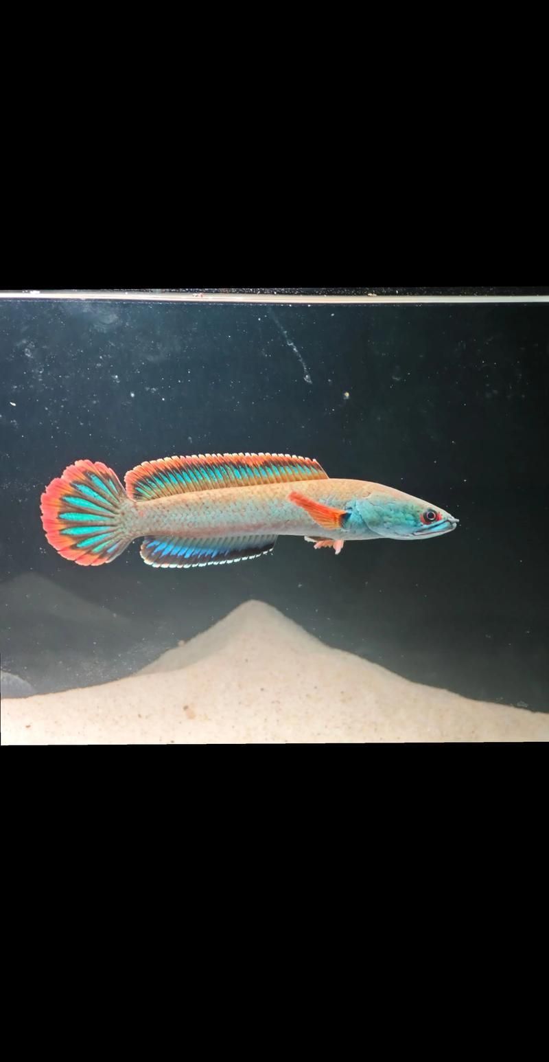 請提供更多雷龍魚品種的圖片，雷龍魚品種圖片