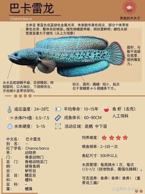 請提供更多雷龍魚品種的圖片，雷龍魚品種圖片