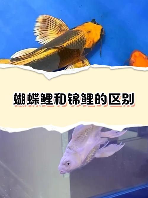 如何判斷魚是否完全恢復，判斷魚是否完全恢復，需要從多方面進行觀察和分析和分析