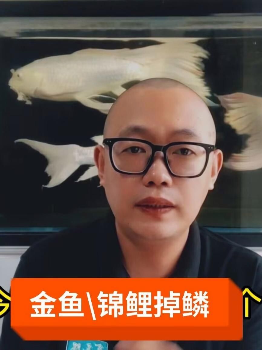 金魚掉鱗后多久會恢復