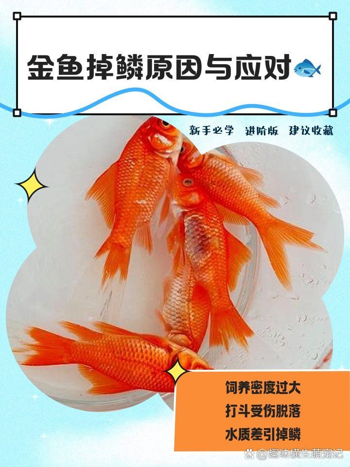 金魚掉鱗后多久會恢復