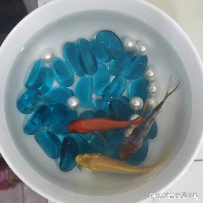 還有哪些成功的混養(yǎng)案例，佛山市吉裕潤達漁業(yè)科技有限公司實施“稻蝦共生”模式