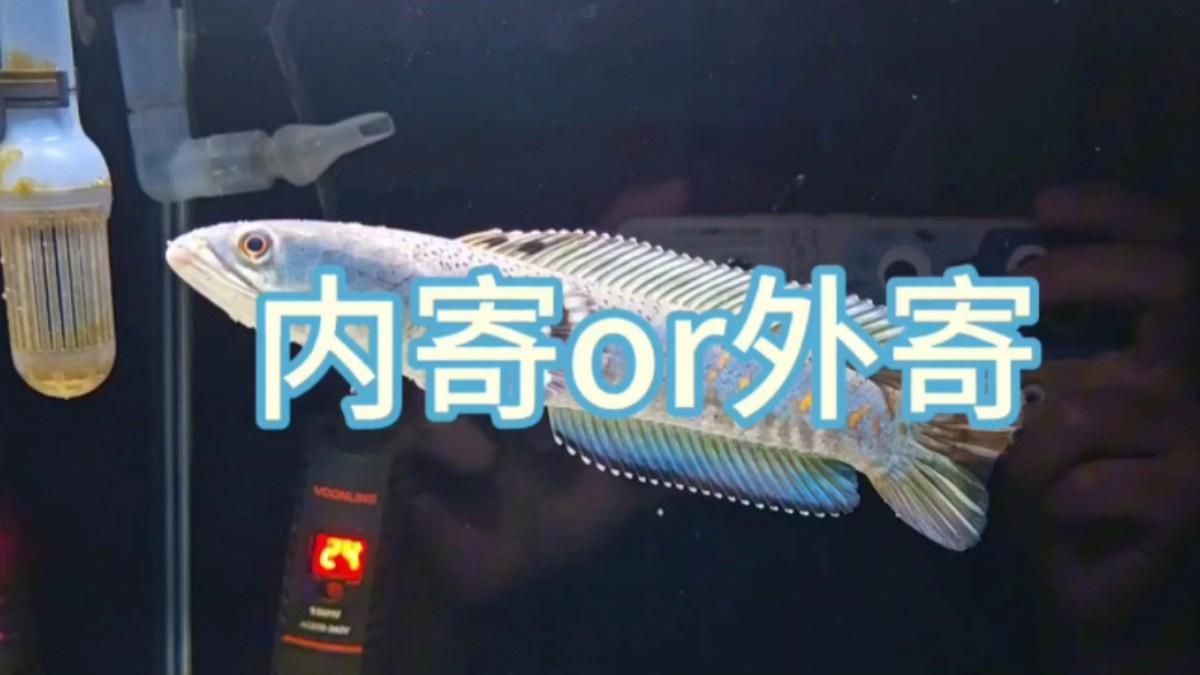 龍魚內寄和外寄的癥狀有哪些，嗶哩嗶哩嗶哩嗶哩嗶哩嗶哩嗶哩嗶哩嗶哩嗶哩嗶哩嗶哩
