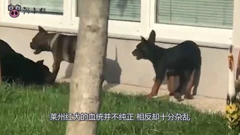 中國紅龍犬種有哪些知名品種，中國紅龍犬有哪些知名品種萊州紅犬和其他犬種有哪些知名品種