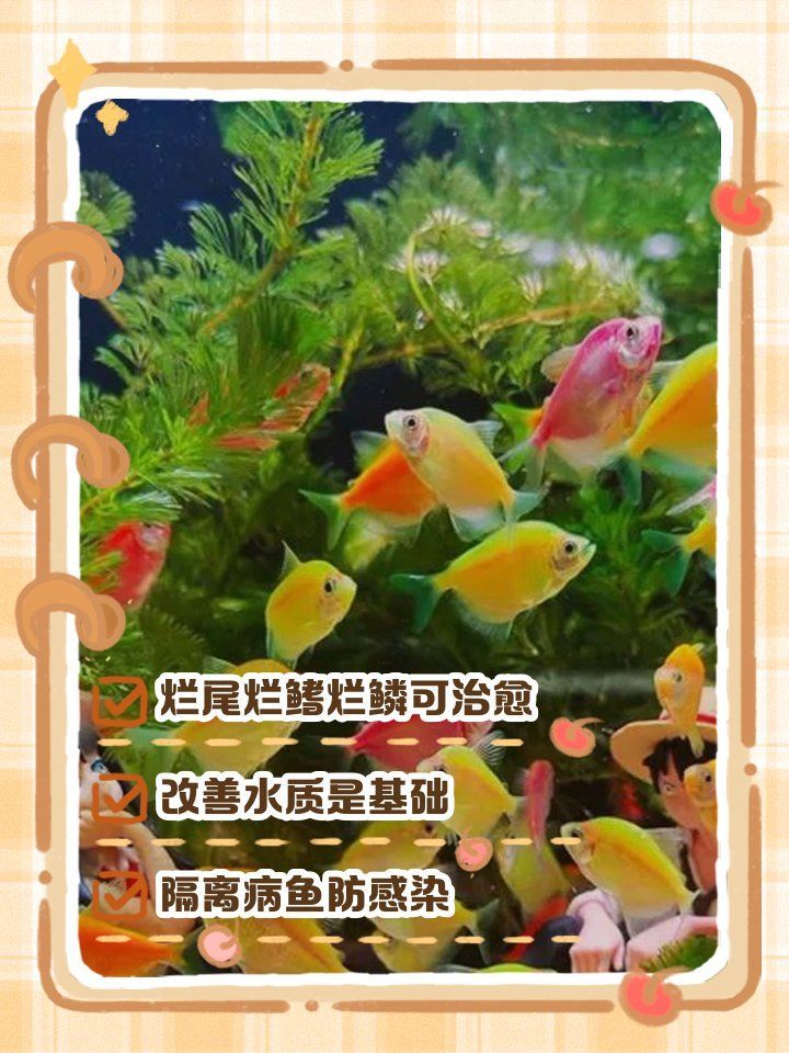 哪種藥物對(duì)錦鯉爛尾爛鰭最有效