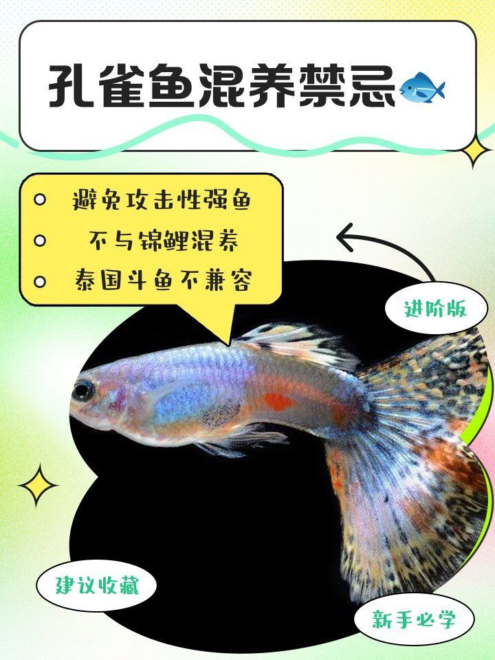 孔雀魚混養(yǎng)時(shí)需要注意哪些事項(xiàng)，孔雀魚混養(yǎng)時(shí)需要注意哪些事項(xiàng)孔雀魚混養(yǎng)需要注意哪些事項(xiàng)