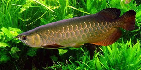 如何判斷龍魚是否成功適應(yīng)環(huán)境？，如何判斷龍魚是否成功適應(yīng)新環(huán)境？