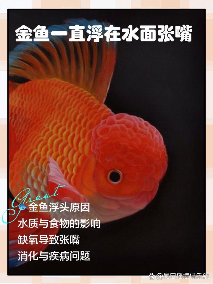 金魚為何會在水面吧唧嘴，金魚為什么浮在水面上