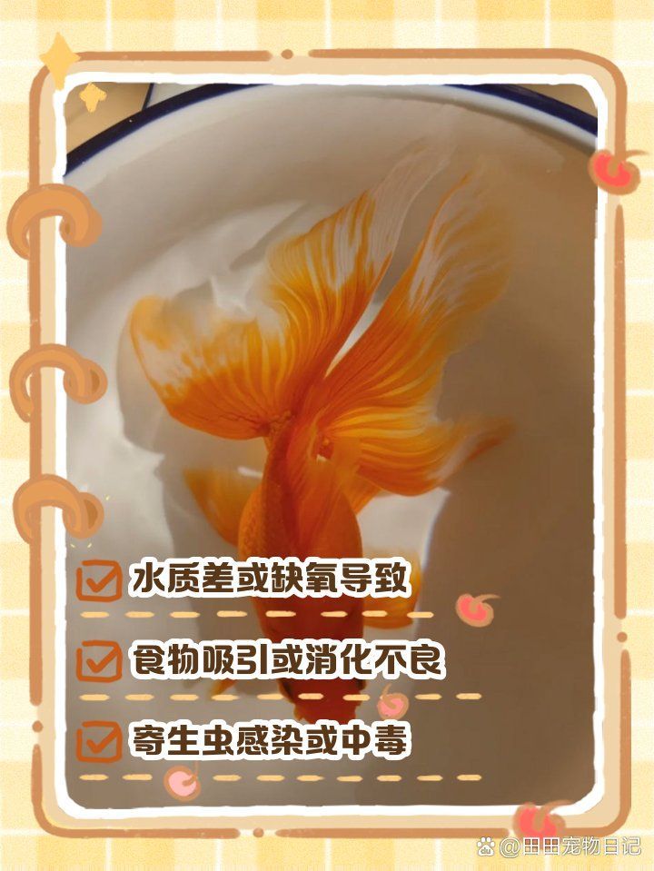 金魚為何會在水面吧唧嘴，金魚為什么浮在水面上