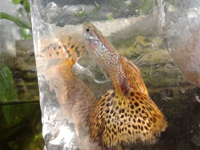 如何區(qū)分不同種類的觀賞魚，如何區(qū)分不同種類的觀賞魚，從以下幾個(gè)方面入手觀賞魚