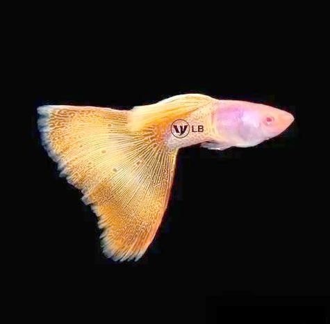 如何區(qū)分不同種類的觀賞魚，如何區(qū)分不同種類的觀賞魚，從以下幾個(gè)方面入手觀賞魚