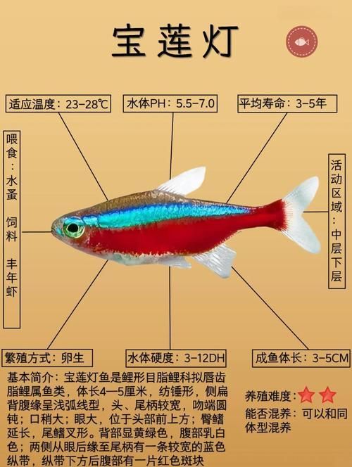 如何區(qū)分不同種類的觀賞魚，如何區(qū)分不同種類的觀賞魚，從以下幾個(gè)方面入手觀賞魚