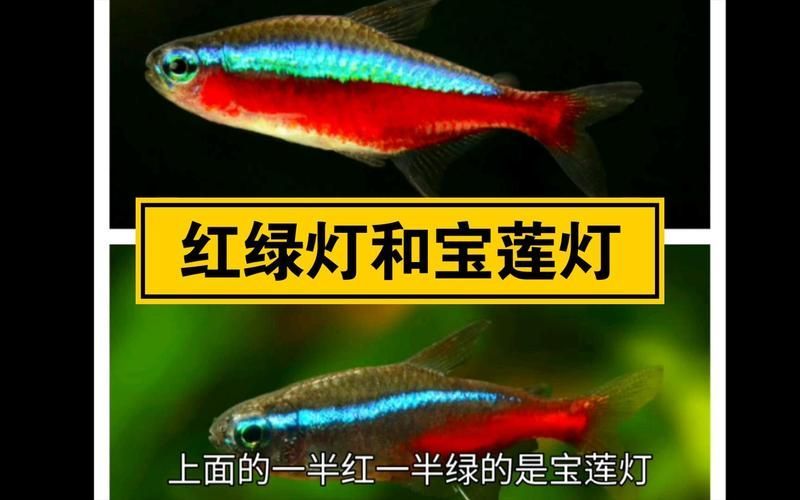 如何區(qū)分不同種類的觀賞魚，如何區(qū)分不同種類的觀賞魚，從以下幾個(gè)方面入手觀賞魚