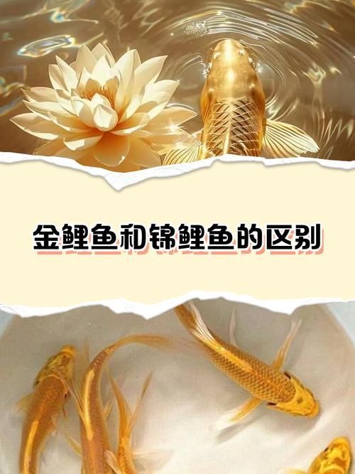 如何區(qū)分不同種類的觀賞魚，如何區(qū)分不同種類的觀賞魚，從以下幾個(gè)方面入手觀賞魚