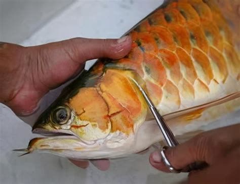 如何預(yù)防龍魚(yú)鰓邊出現(xiàn)坑？