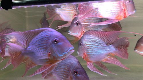 如何聯(lián)系祥龍魚場(chǎng)咨詢配魚？，成都祥龍魚場(chǎng)咨詢配魚場(chǎng)咨詢配魚項(xiàng)目要求詳解