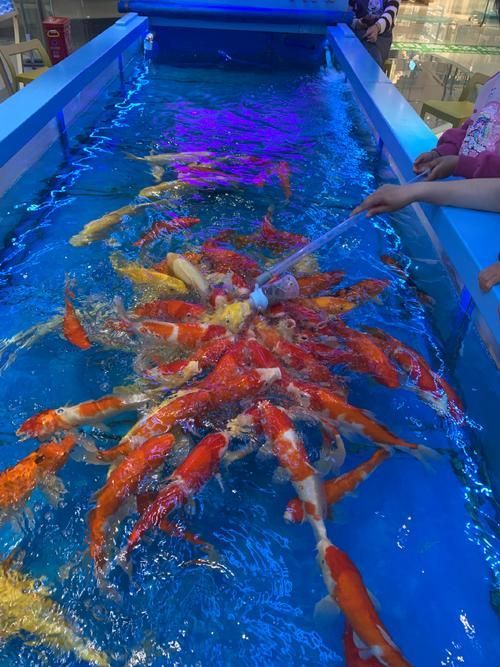 如何聯(lián)系祥龍魚場(chǎng)咨詢配魚？，成都祥龍魚場(chǎng)咨詢配魚場(chǎng)咨詢配魚項(xiàng)目要求詳解