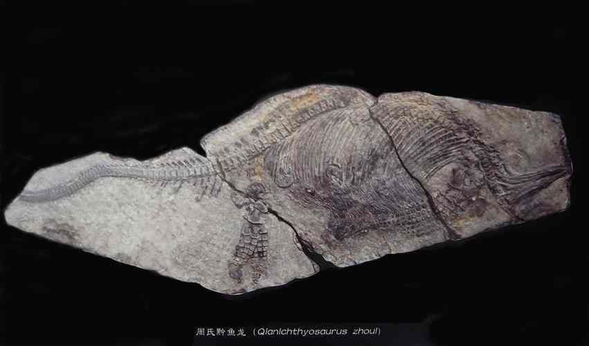 麥積龍魚分布在哪里，麥積龍魚分布在哪里調(diào)用全球搜檢索12篇資料