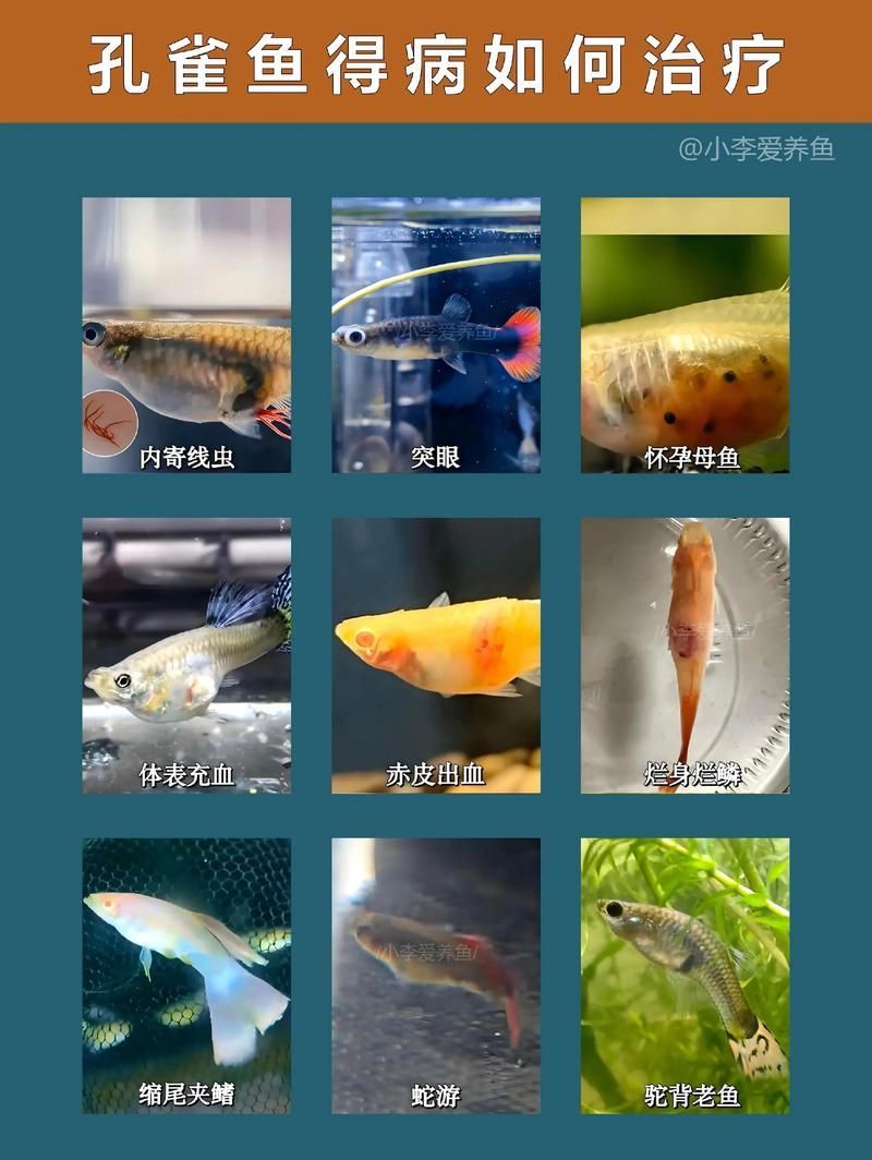 如何判斷魚是否感染寄生蟲，如何判斷魚是否感染寄生蟲調用工具arxiv論文助手