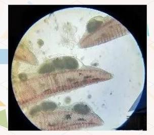 如何判斷魚是否感染寄生蟲，如何判斷魚是否感染寄生蟲調用工具arxiv論文助手