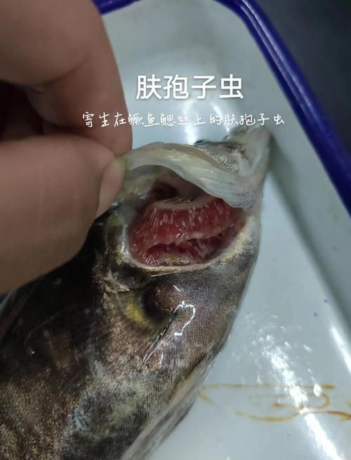 如何判斷魚是否感染寄生蟲，如何判斷魚是否感染寄生蟲調用工具arxiv論文助手