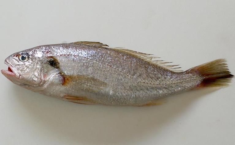 舟山漁場(chǎng)有哪些著名魚類，舟山漁場(chǎng)有哪些著名的魚類，如何保護(hù)舟山漁場(chǎng)生態(tài)環(huán)境